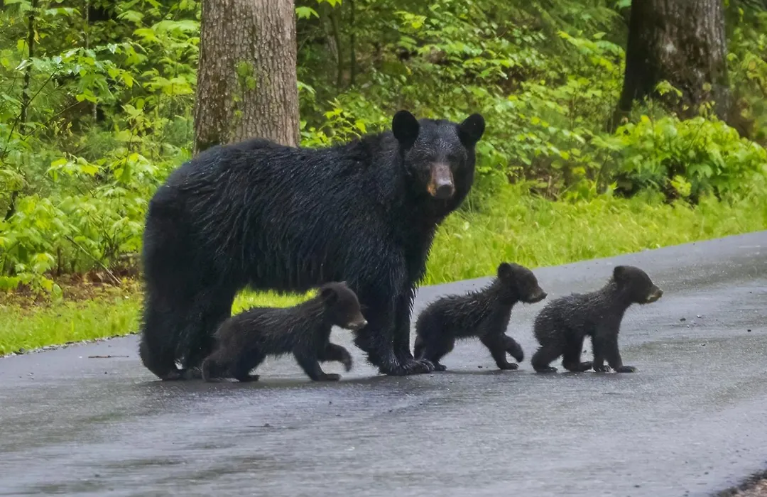 Papa Bear, Hot Tub, Wifi, 560 Free Tickets Each Paid Day!!!-1