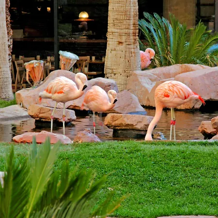 Flamingo Las Vegas Hotel & Casino-2