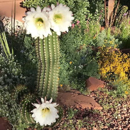 Casa Sedona Inn (Adults Only)-2