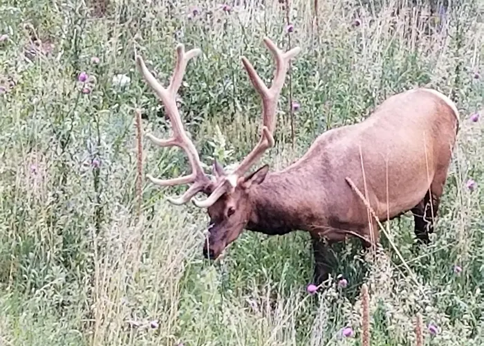Kokopelli Inn Estes Park